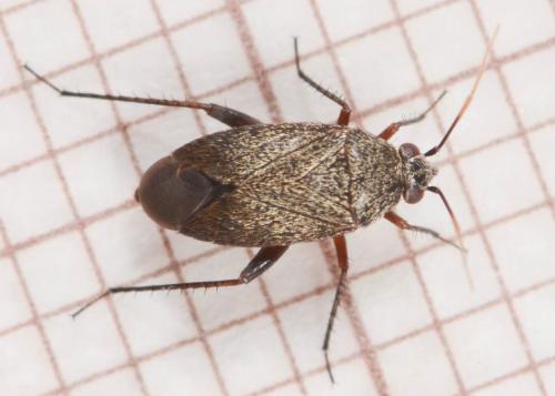 Réf. 236 485 : Lepidargyrus ancorifer