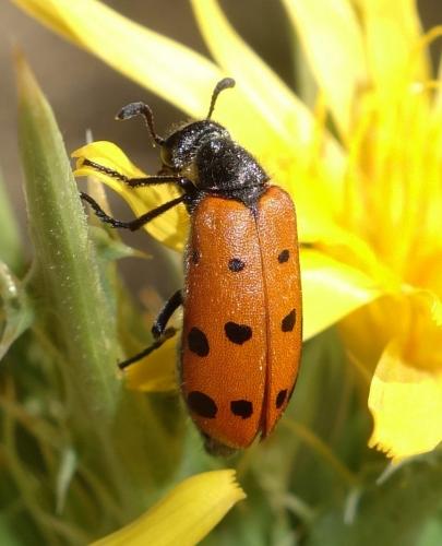 Hycleus duodecimpunctatus