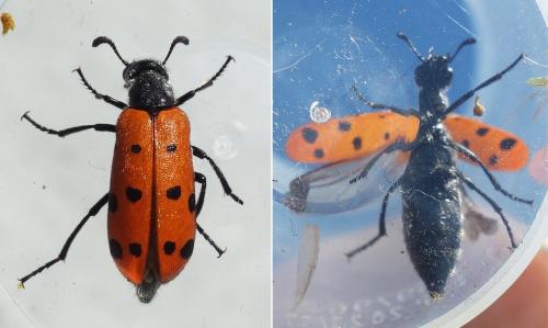 Hycleus duodecimpunctatus