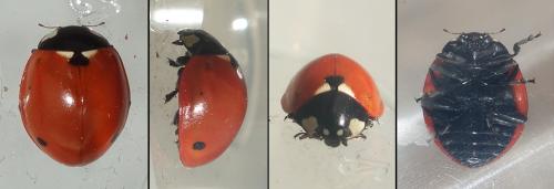 Coccinella septempunctata