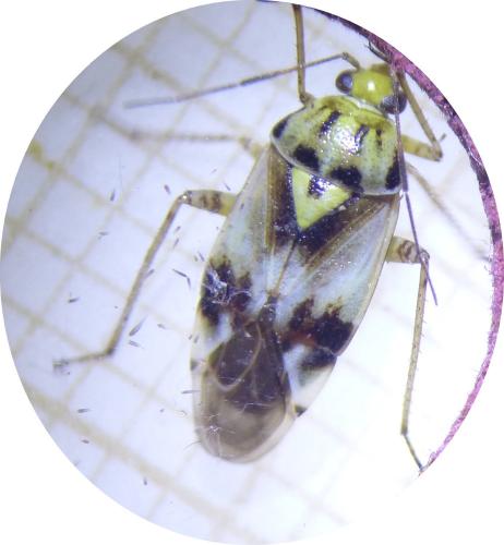 Lygus gemellatus