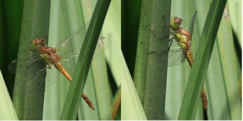 Réf. 236 002 : Sympetrum striolatum