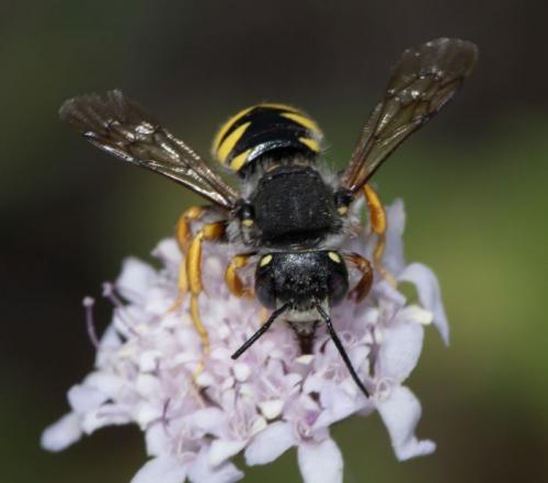 Réf. 236 285 : Trachusa interrupta