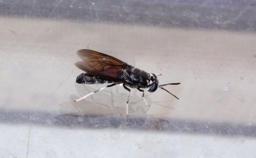 Hermetia illucens