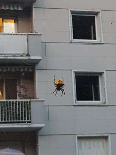 Araneus angulatus