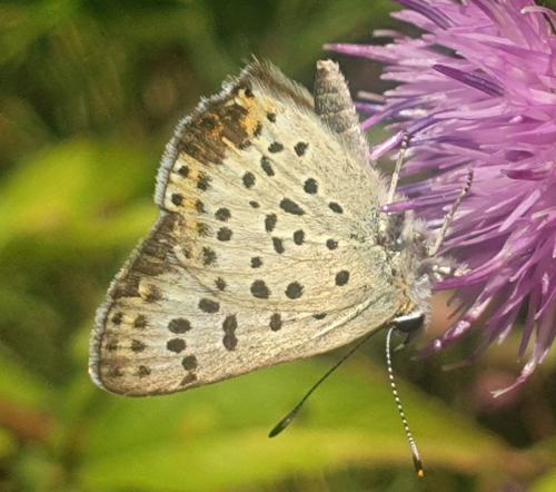 Lycaena tityrus