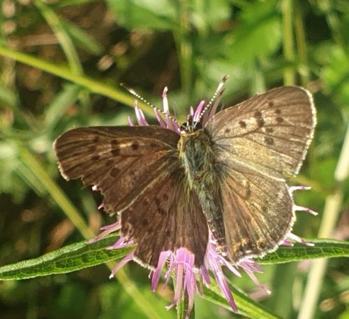 Lycaena tityrus