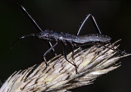 Réf. 236 624 : Micrelytra fossularum