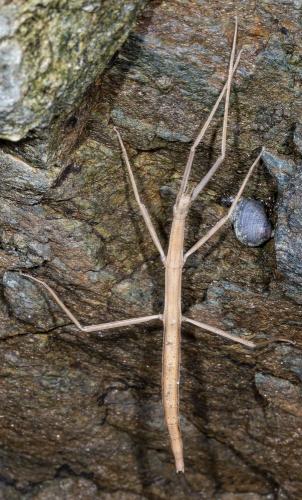 Réf. 236 603 : Clonopsis gallica