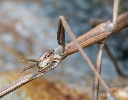 Clonopsis gallica