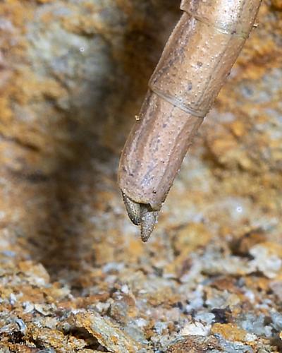Réf. 236 608 : Clonopsis gallica
