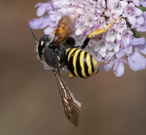 Réf. 236 273 : Trachusa interrupta