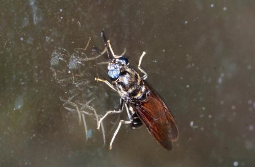 Hermetia illucens