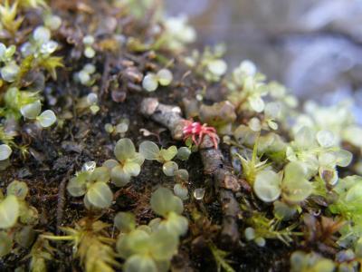 Réf. 236 796 : Paratrombium quadrimaculatum