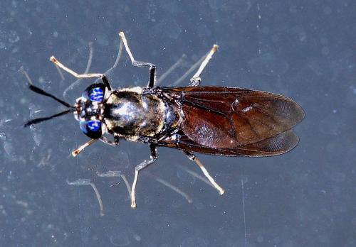 Hermetia illucens