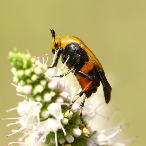 Macrosiagon ferruginea