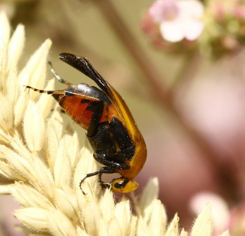 Macrosiagon ferruginea
