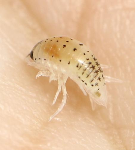 Eurydice sp.