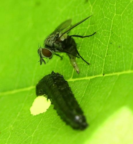Réf. 236 303 : Meigenia sp.
