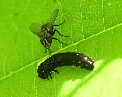 Meigenia sp.