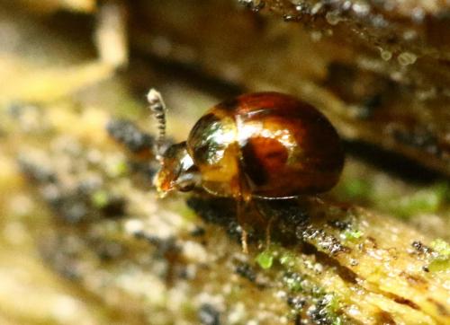 Liodopria serricorne