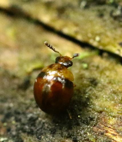 Liodopria serricorne