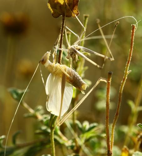Tylopsis lilifolia
