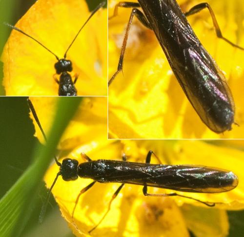 Calameuta pallipes