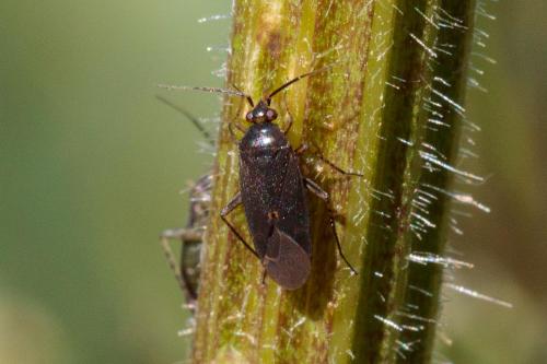 Réf. 236 290 : Plagiognathus arbustorum