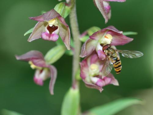 Episyrphus balteatus