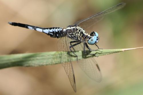 Réf. 236 484 : Acisoma inflatum