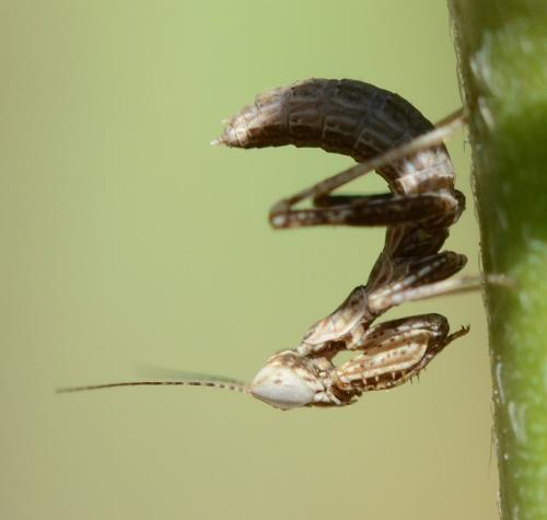 Ameles spallanzania