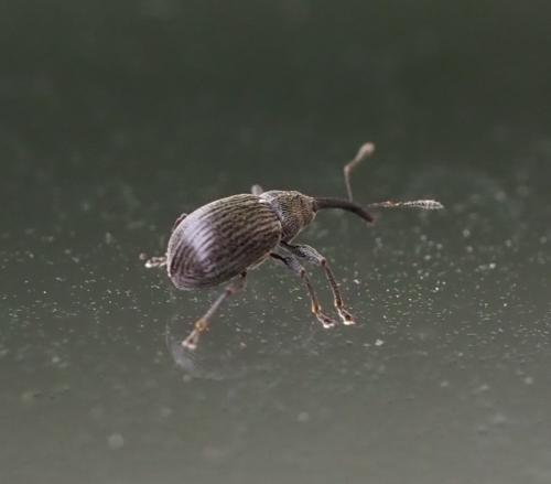 Réf. 236 430 : Anthonomus rubi