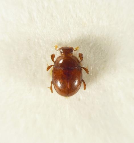 Réf. 236 515 : Mullerister rombophorus
