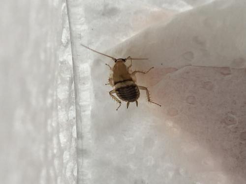 Planuncus vinzi