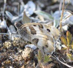 Chazara briseis