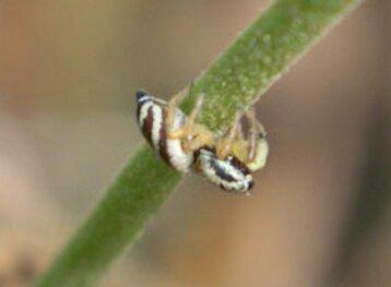 Heliophanus sp.