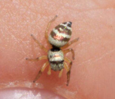 Heliophanus sp.