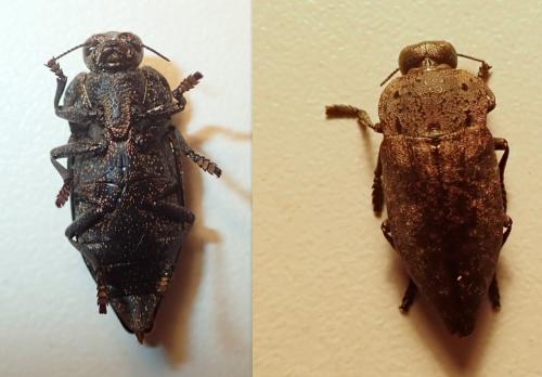 Réf. 236 544 : Capnodis tenebricosa