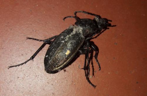 Carabus monilis
