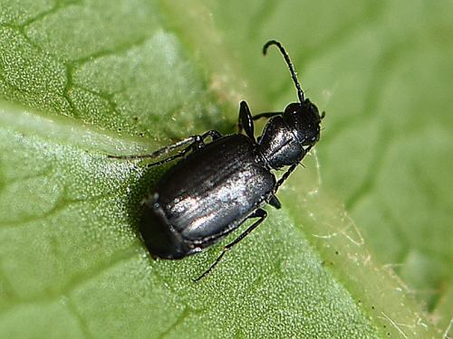 Apristus europaeus