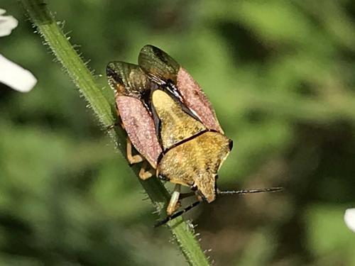 Carpocoris purpureipennis