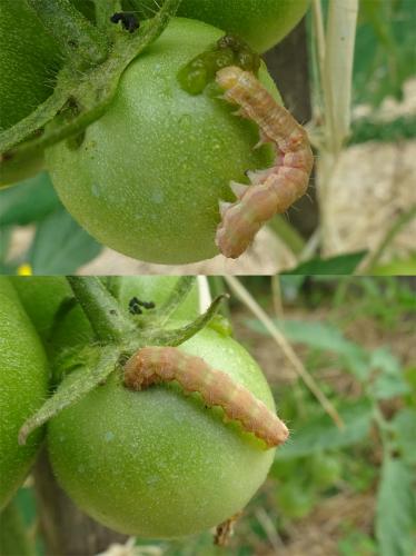 Helicoverpa armigera