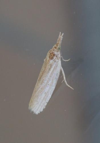 Réf. 236 636 : Ematheudes punctella