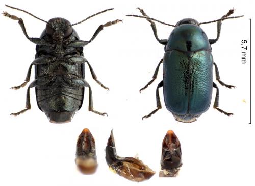 Réf. 236 782 : Cryptocephalus violaceus