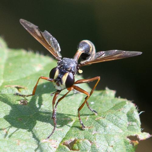 Réf. 236 006 : Physocephala rufipes