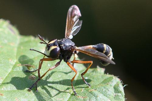 Réf. 236 005 : Physocephala rufipes