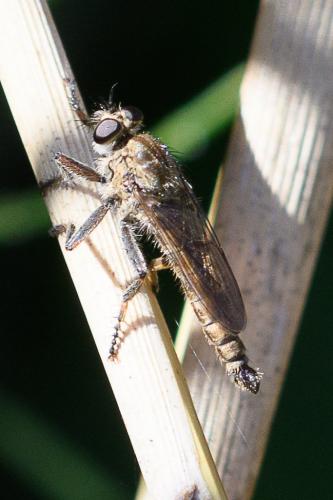 Réf. 236 565 : Tolmerus sp.