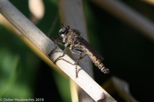 Réf. 236 504 : Tolmerus sp.