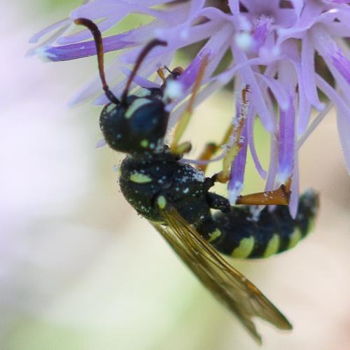 Cerceris quinquefasciata
